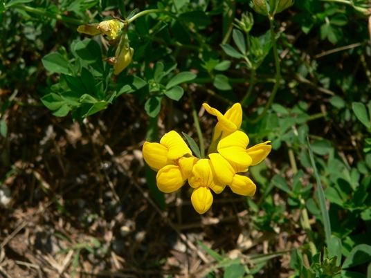 {Lotus corniculatus}